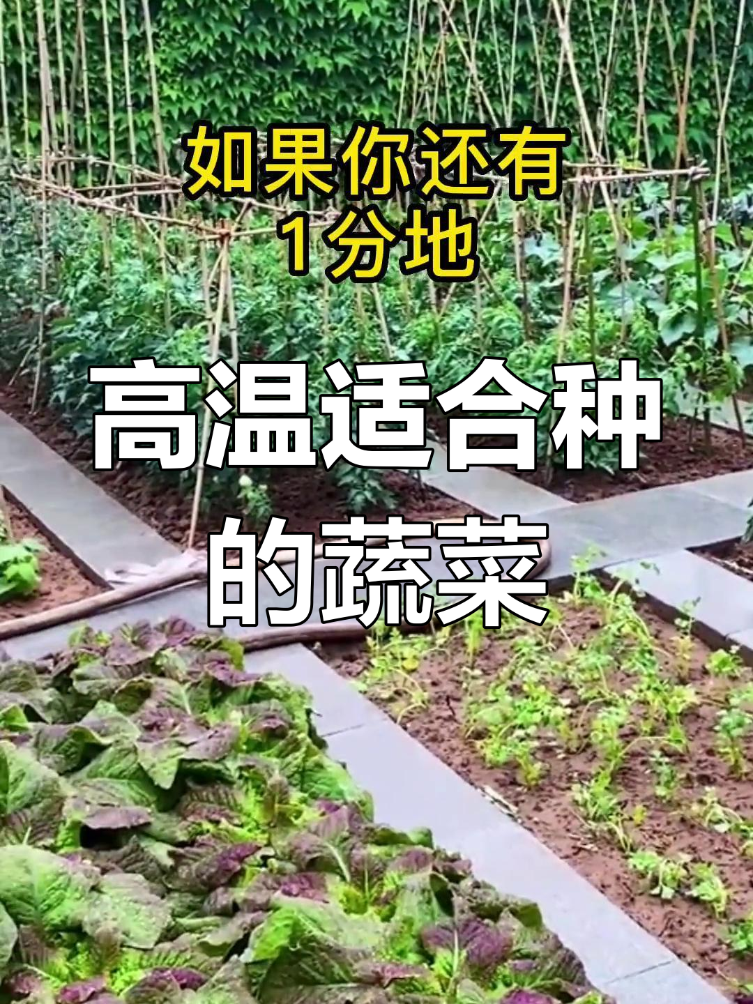 7月种什么菜最耐热?这6个品种赶紧试试!