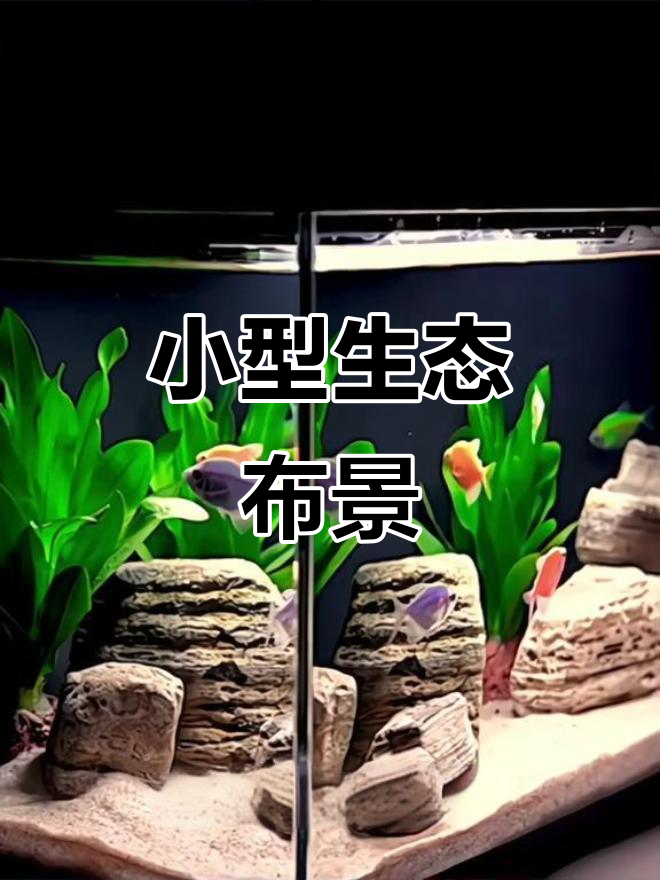 迷你溪流缸,创意造景石与底砂完美搭配