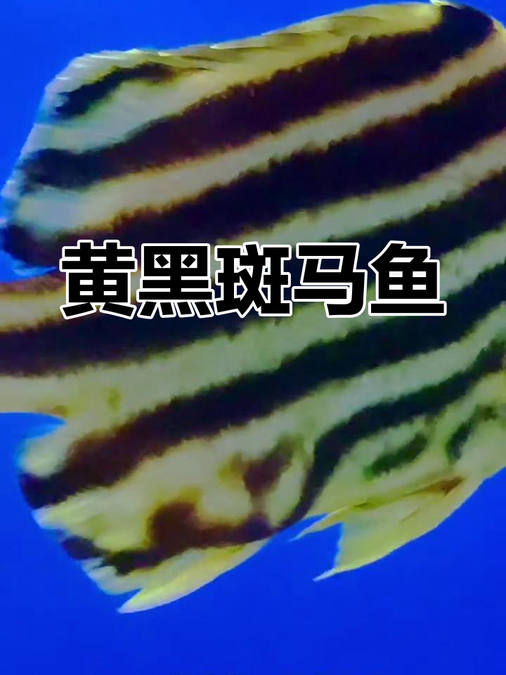 柴鱼:黄黑相间的美丽条纹