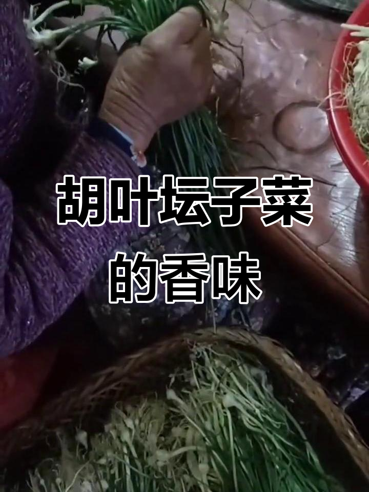 野生胡叶丰收,做成坛子菜香气扑鼻,妈妈的味道最让人放心