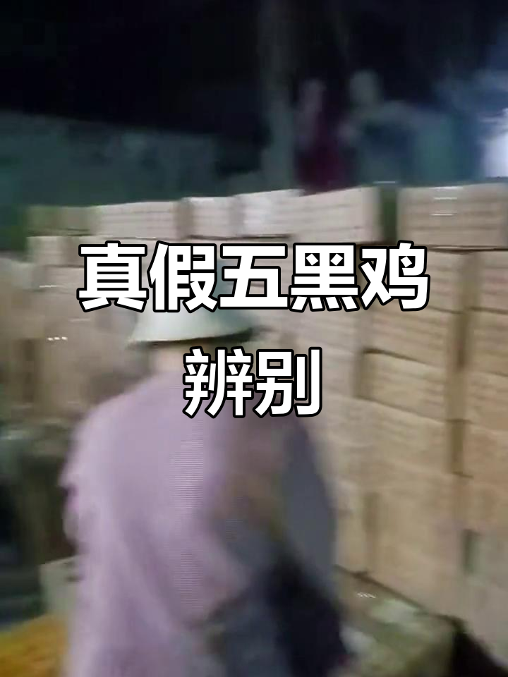 五黑鸡苗价格低廉,警惕假货陷阱!