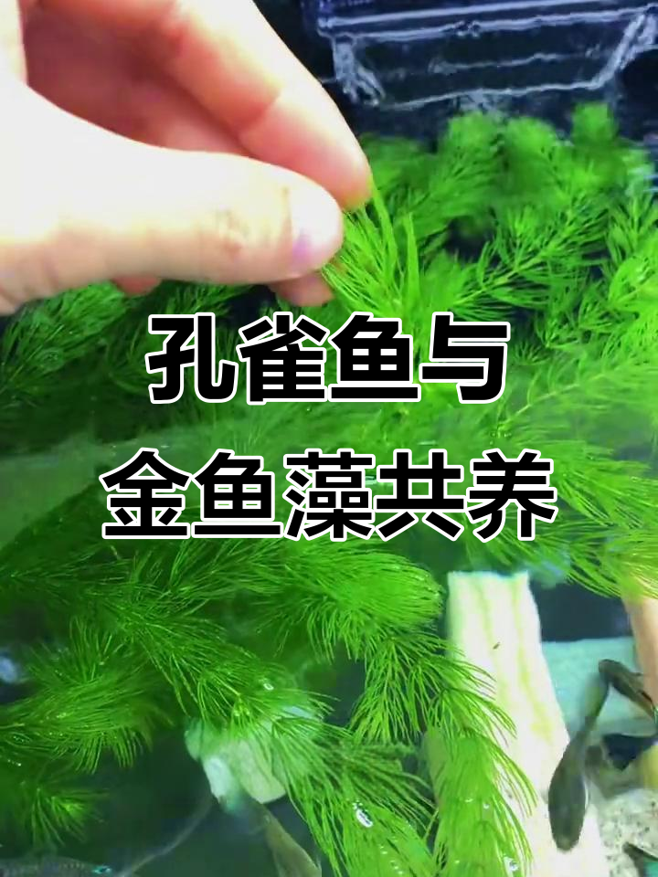 金鱼藻水草助力孔雀鱼自由繁殖,母子躲藏更安全