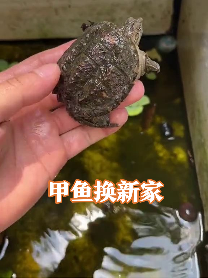 浑浊鱼缸大改造!小甲鱼喜提豪华新家