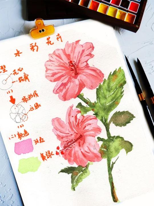水彩木槿花教程:适合新手临摹的水彩花卉