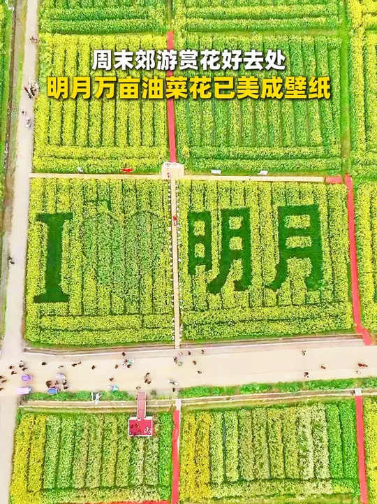 周末郊游好去处！明月万亩油菜花美成壁纸