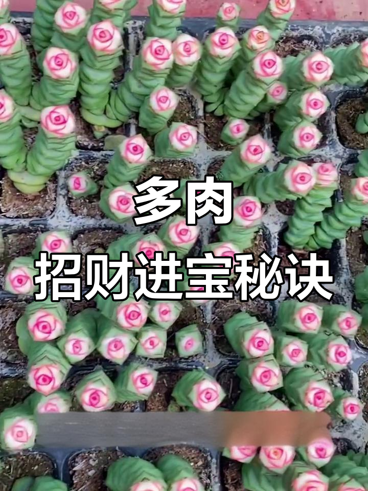 钱串子多肉养护全攻略：光照、湿度、防冻防晒一网打尽