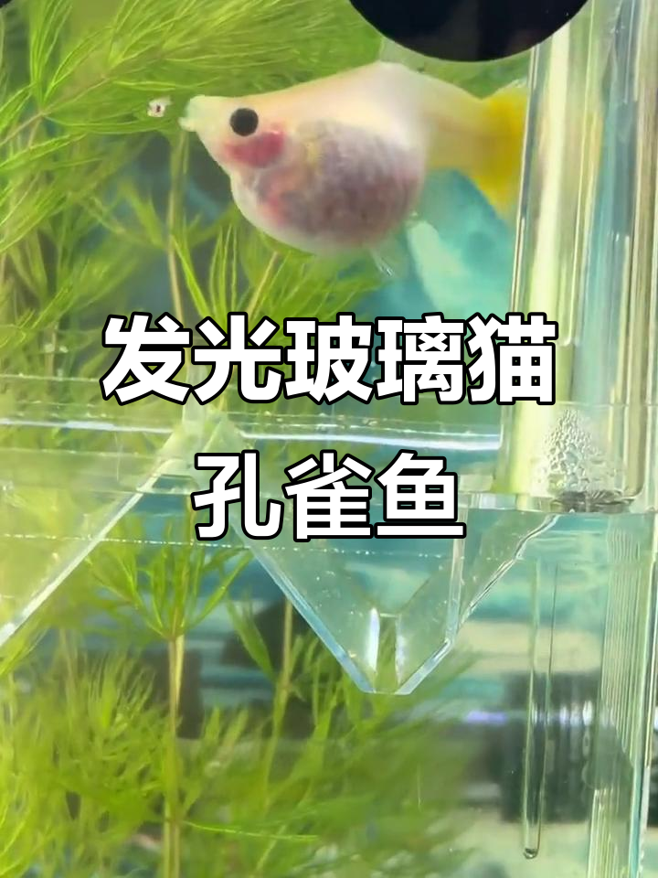 玻璃猫孔雀鱼:透明如水晶,灵动飘逸的胎生小鱼