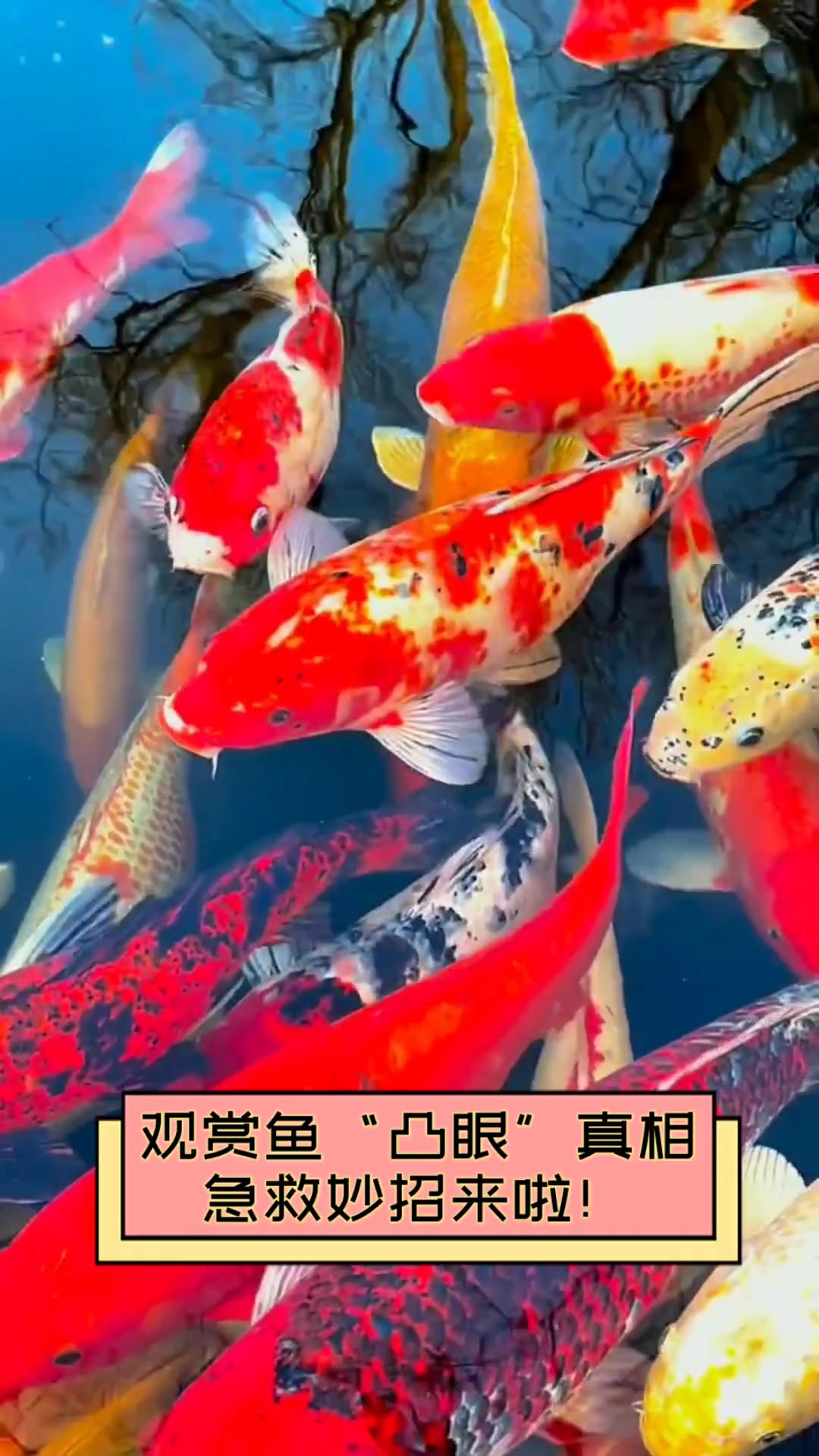 观赏鱼“凸眼”真相,急救妙招来啦!