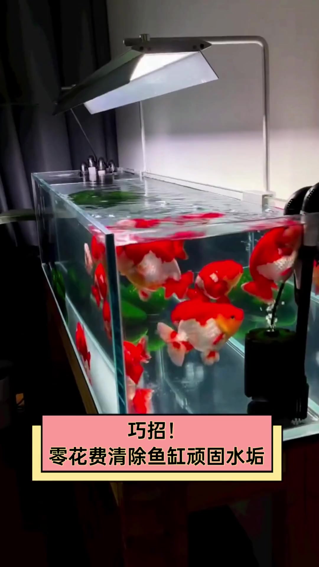 巧招!零花费清除鱼缸顽固水垢