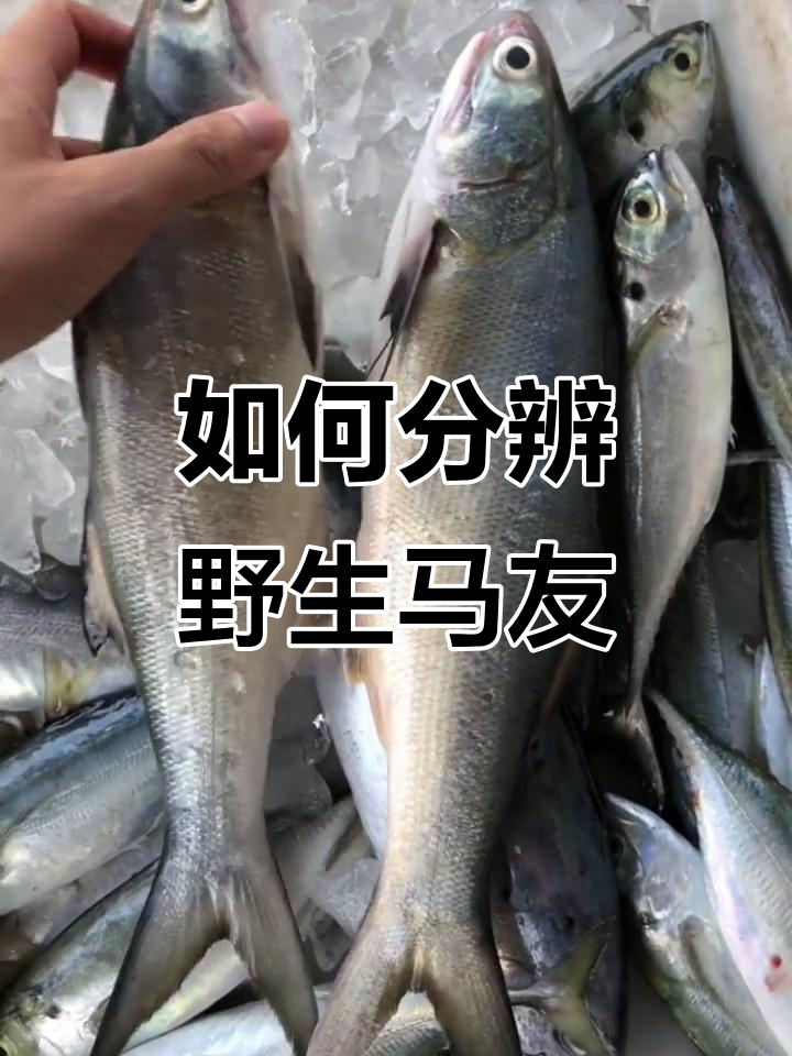 3招辨别野生马友鱼,避免被市场老板误导