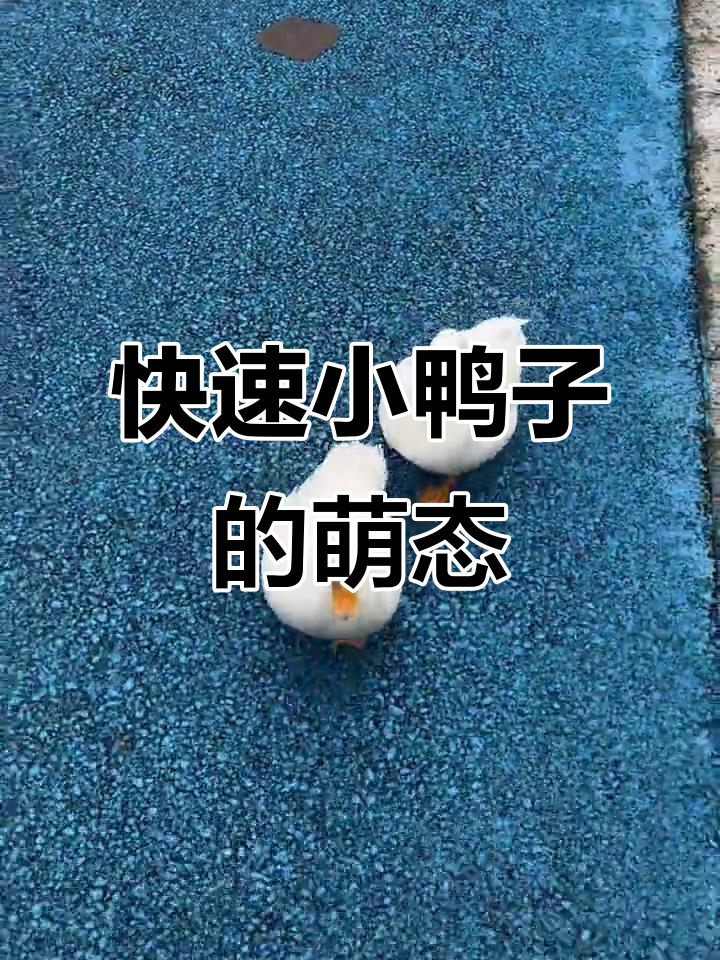 小鸭子跑步超快,萌宠日常大作战