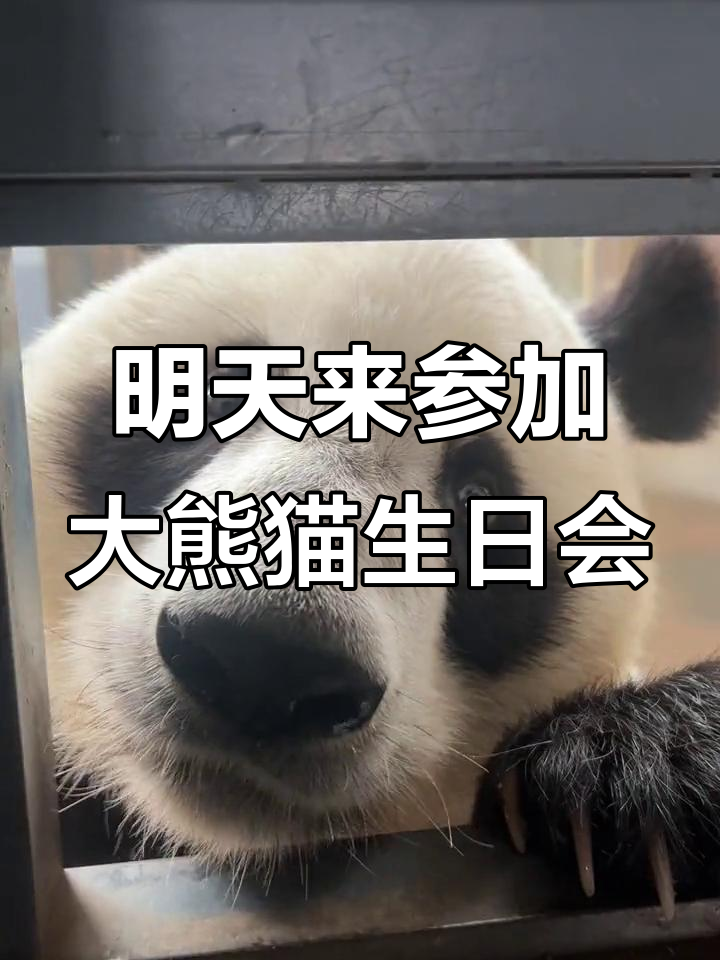 大熊猫生日派对,蛋糕、竹笋和水果大放送!