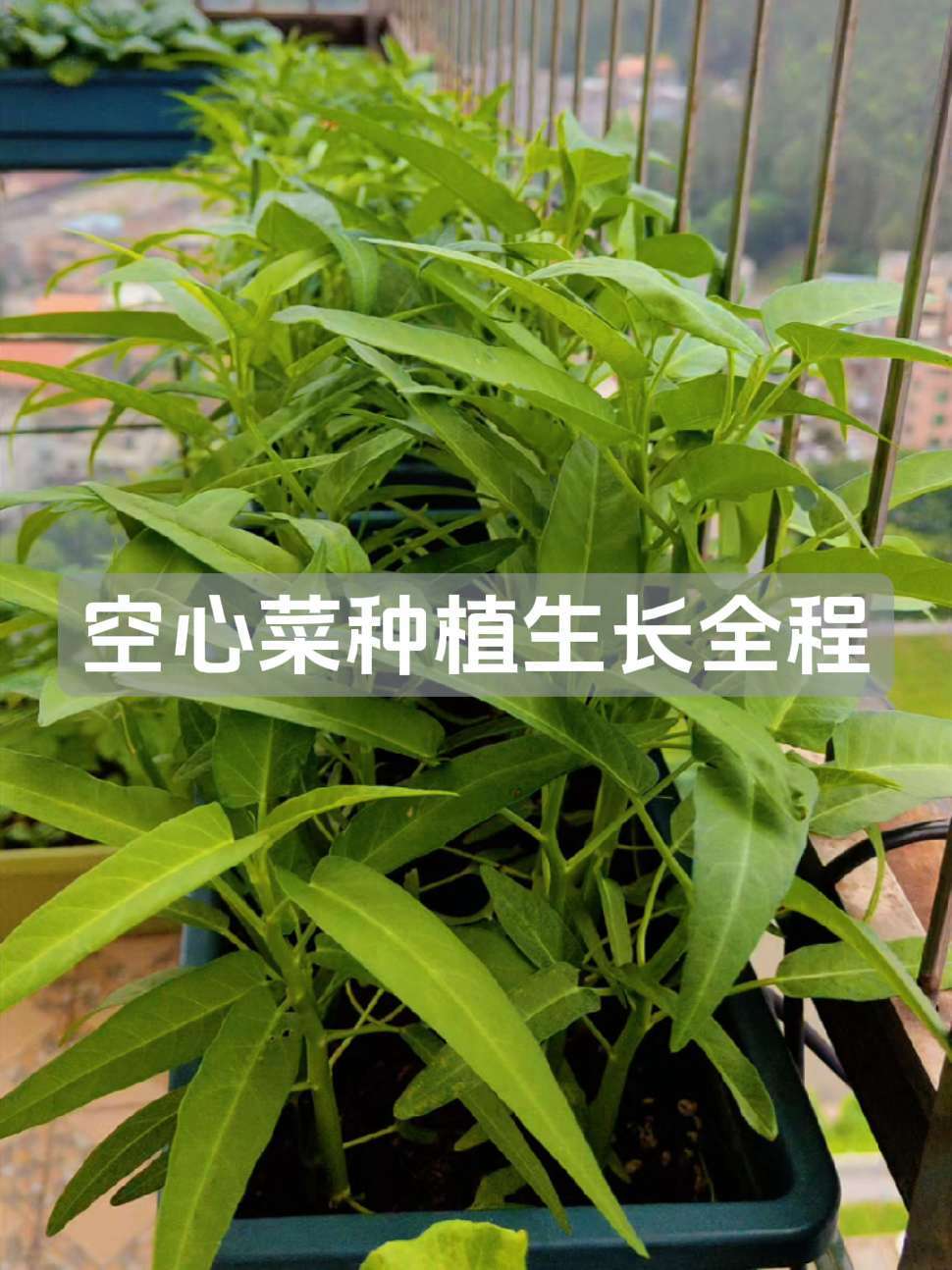 阳台小菜园 阳台种菜 盆栽蔬菜 空心菜种植 生长