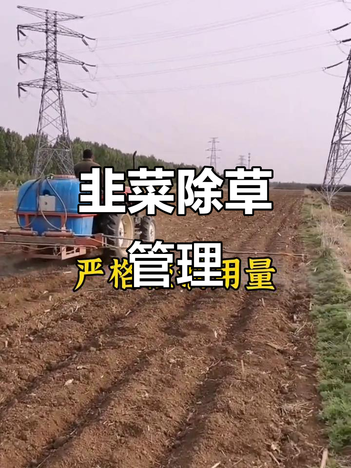 韭菜播种后除草技巧,轻松搞定杂草问题