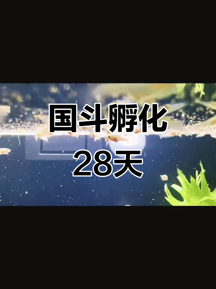 斗鱼孵化第二十八天,开始完全喂饲料了