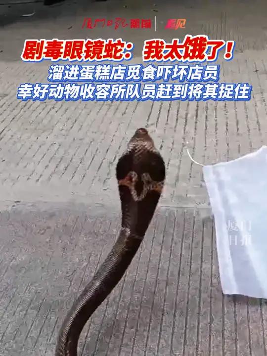 剧毒眼镜蛇溜进蛋糕店觅食吓坏店员,幸好动物收容所队员赶到将其捉住!