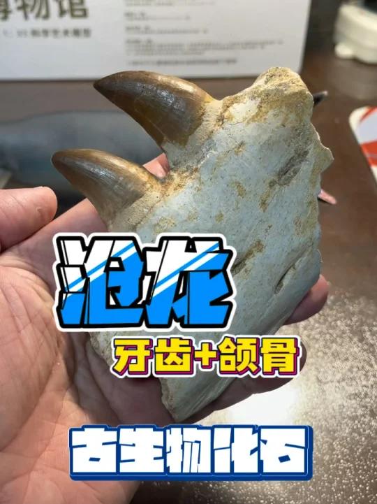 「古生物化石」白垩纪沧龙化石(颌骨+牙齿)