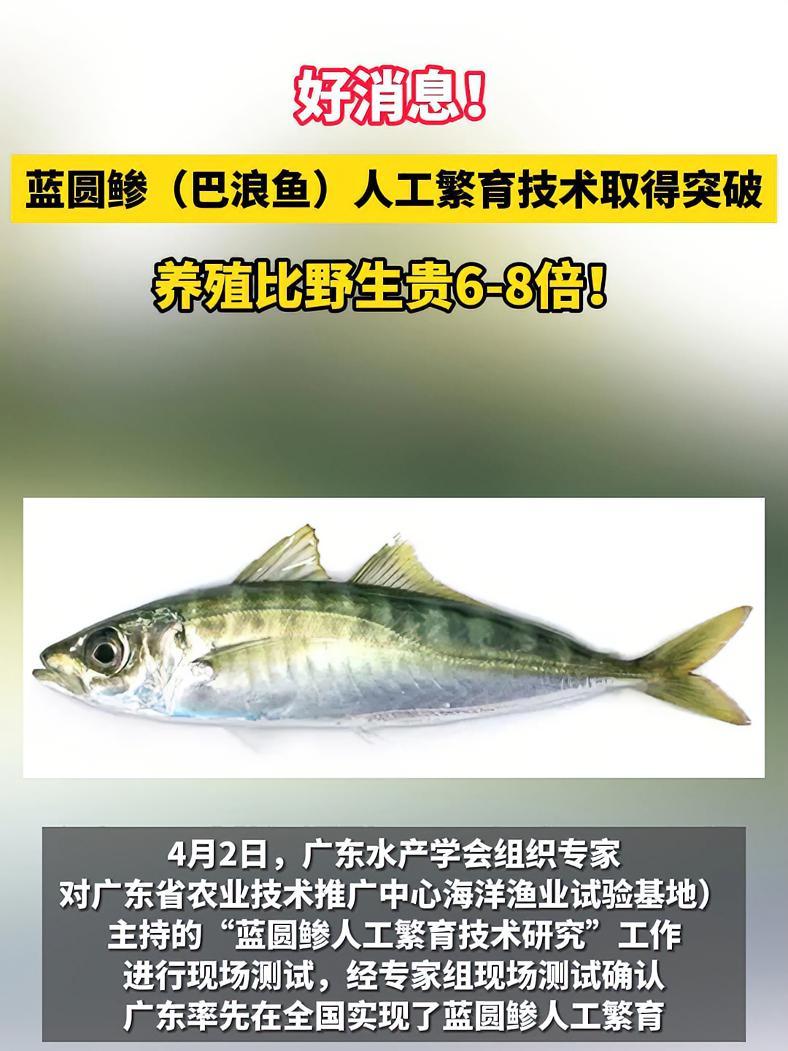 蓝圆鲹(巴浪鱼)人工繁育技术取得突破!养殖比野生贵6-8倍!巴浪鱼 蓝圆鲹 水产养殖