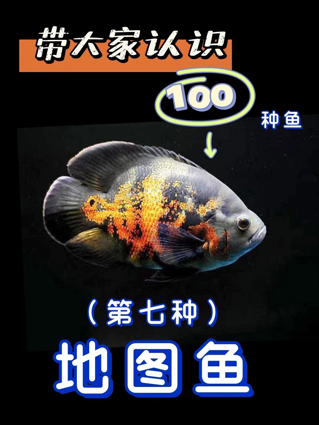 把地图印在身上的鱼认识100种鱼