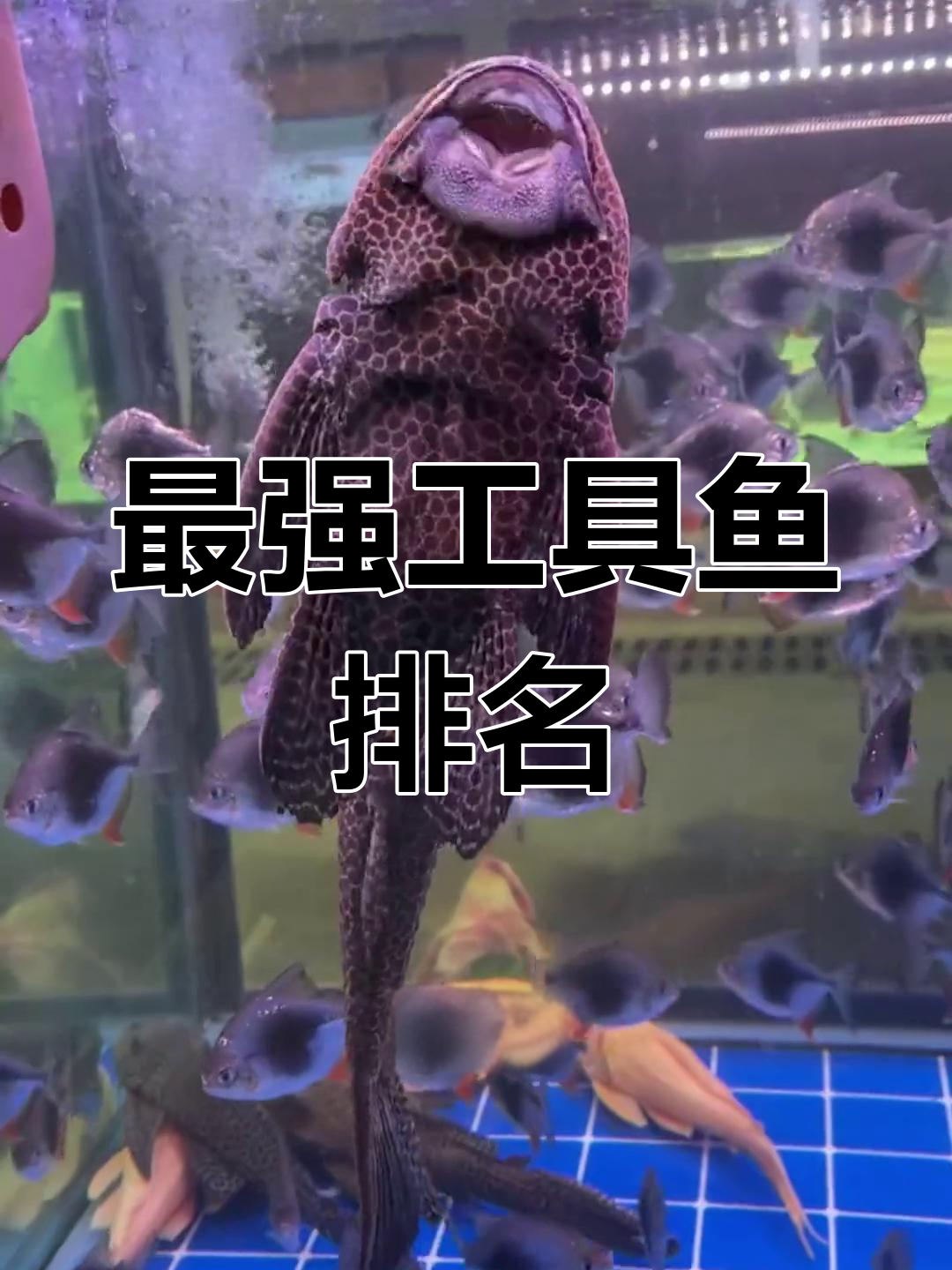 工具鱼大比拼:从青铜到王者,最强除藻选手揭秘