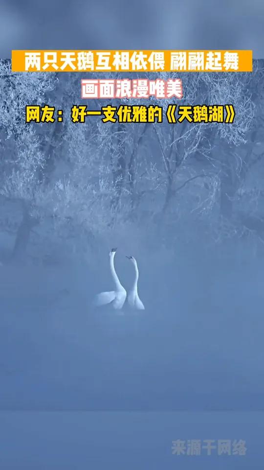 新疆伊犁:两只天鹅互相依偎 翩翩起舞,画面浪漫唯美。网友:好一支优雅的《天鹅湖》天鹅