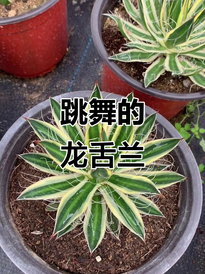 龙舌兰多肉植物“乱雪锦”跳舞,白丝飞舞超有趣