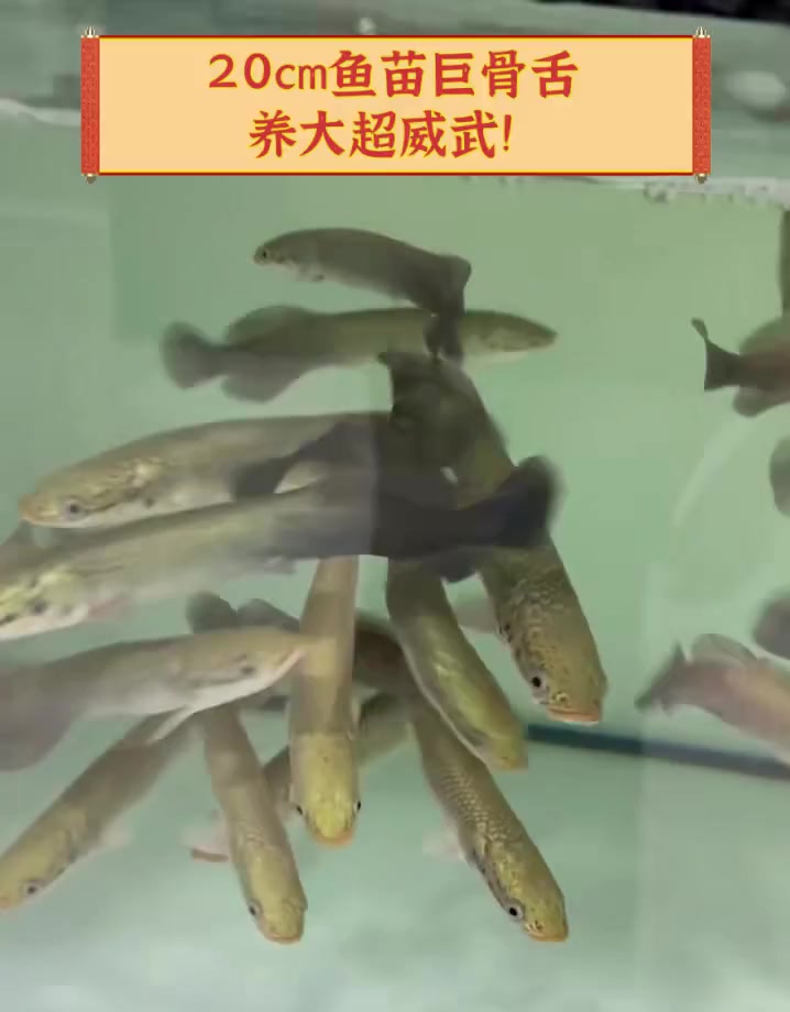 20cm鱼苗巨骨舌,养大超威武!