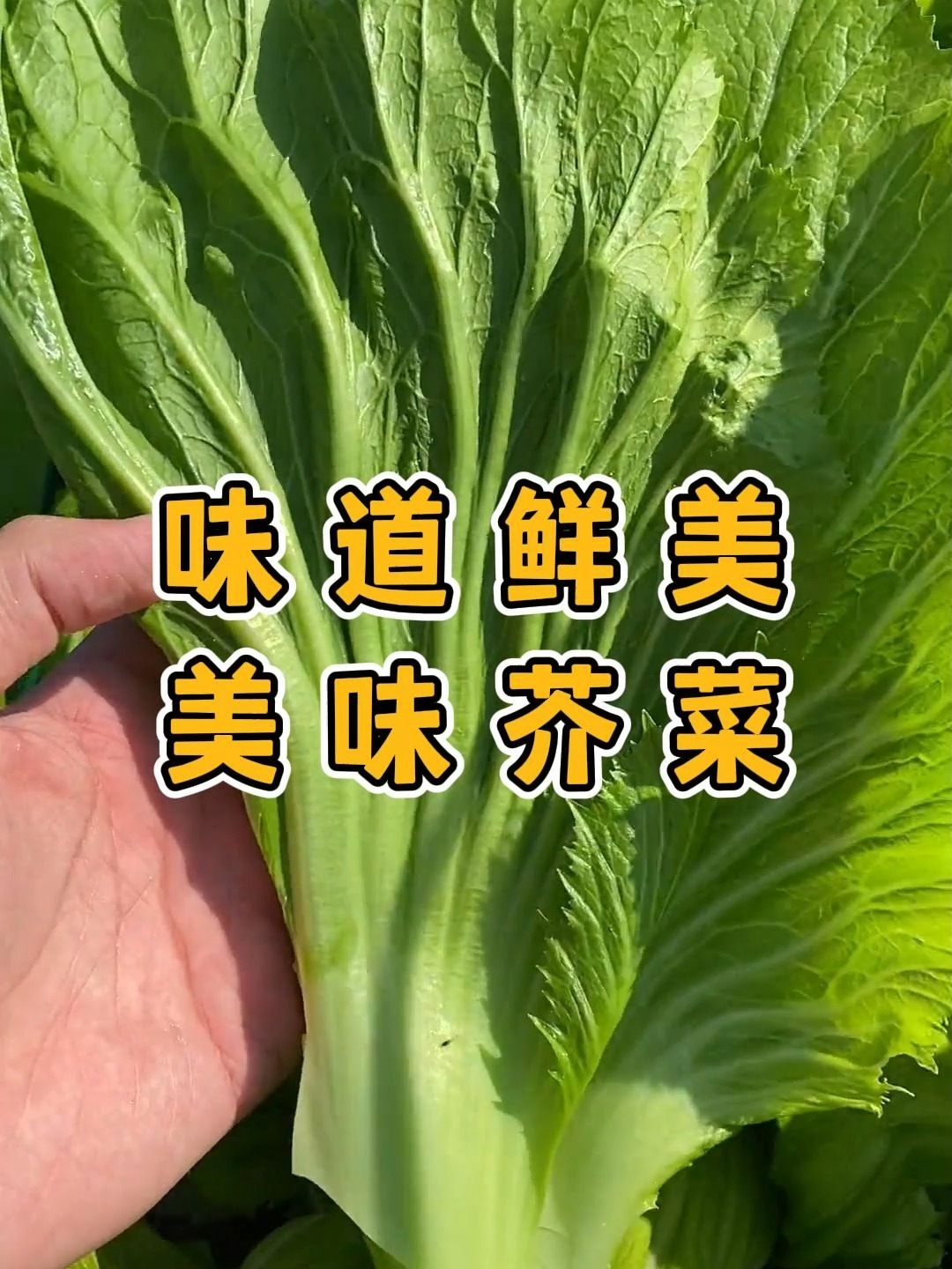 酸菜鱼中的酸菜是什么做的?美味芥菜了解下