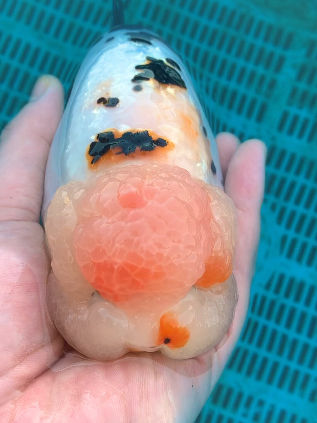 粉头寿星的奶牛 超级娃娃脸 精品兰寿金鱼