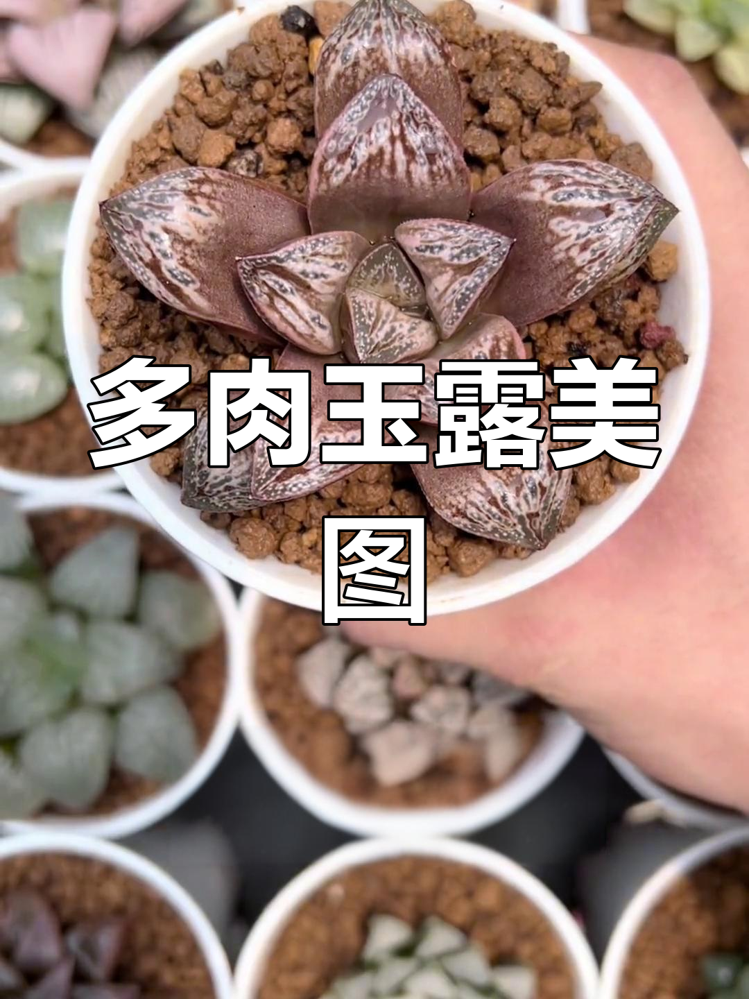 各种美丽玉露多肉图片