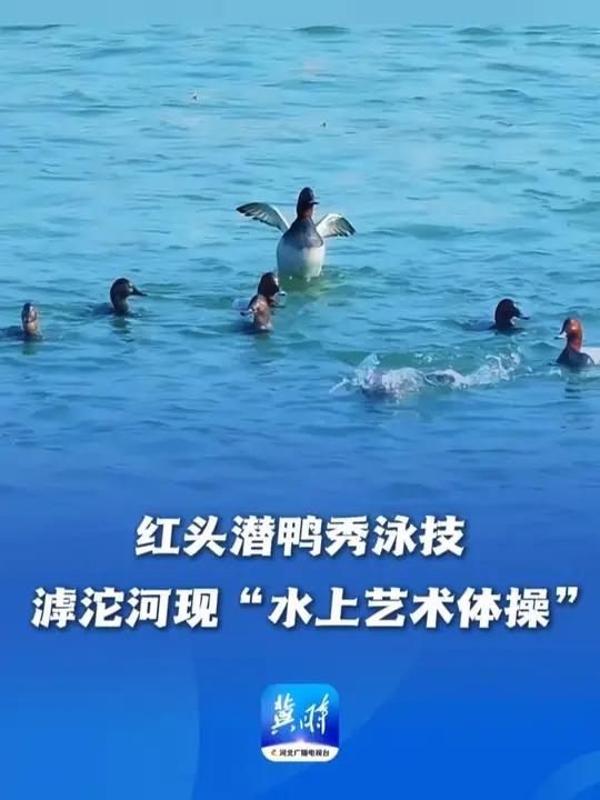 鸟儿的翅膀会说话丨红头潜鸭秀泳技，滹沱河现“水上艺术体操”