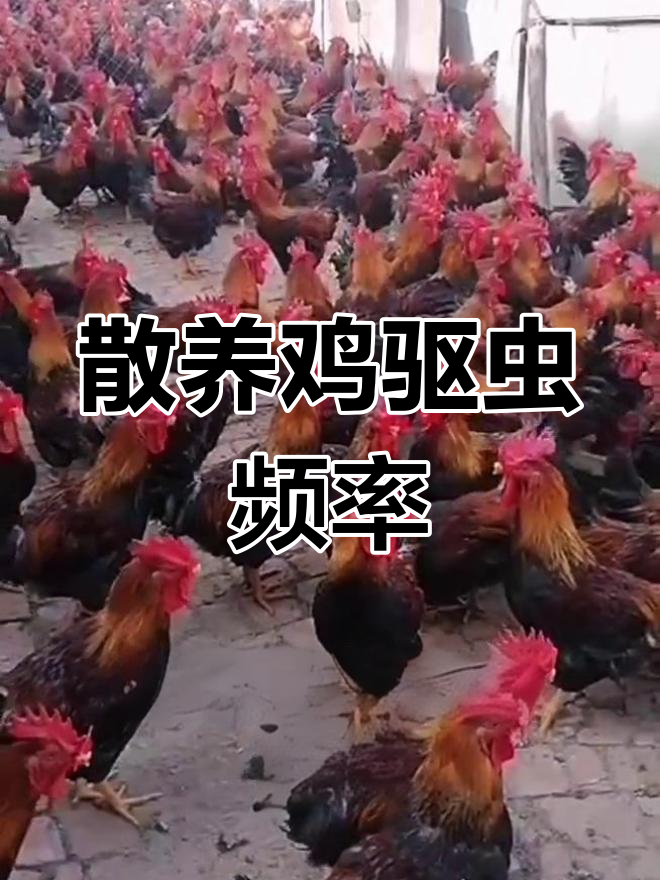 散养鸡驱虫技巧:多久一次最有效?