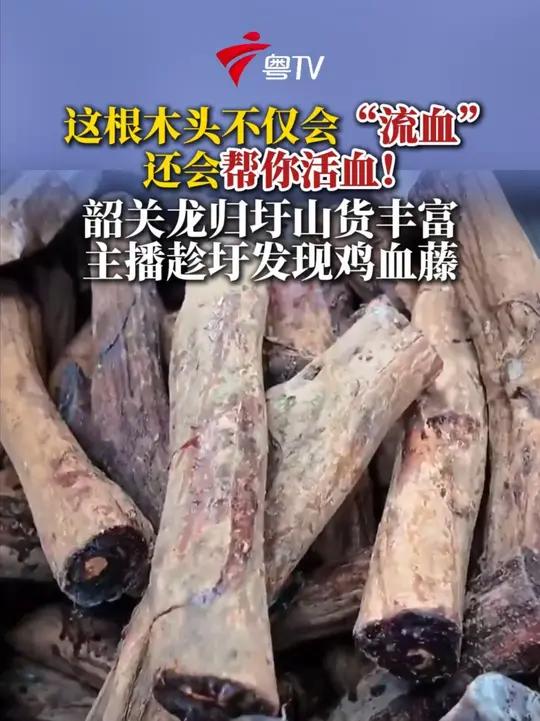 在韶关武江龙归趁圩找到宝了!主播霍梓莹找到了一根会“流血”的木头——鸡血藤。据介绍,鸡血藤
