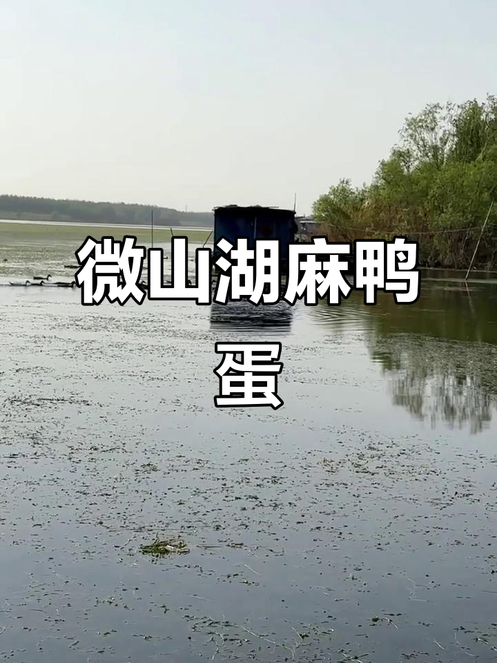 微山湖散养麻鸭蛋，青椒配料做饼超美味