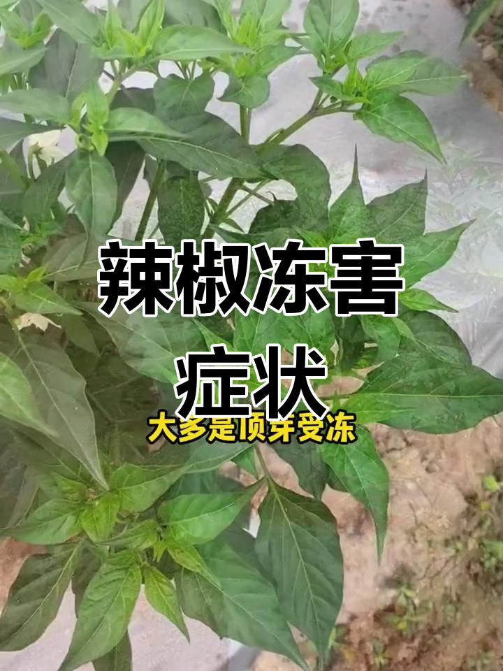 辣椒低温冻害的表现与影响