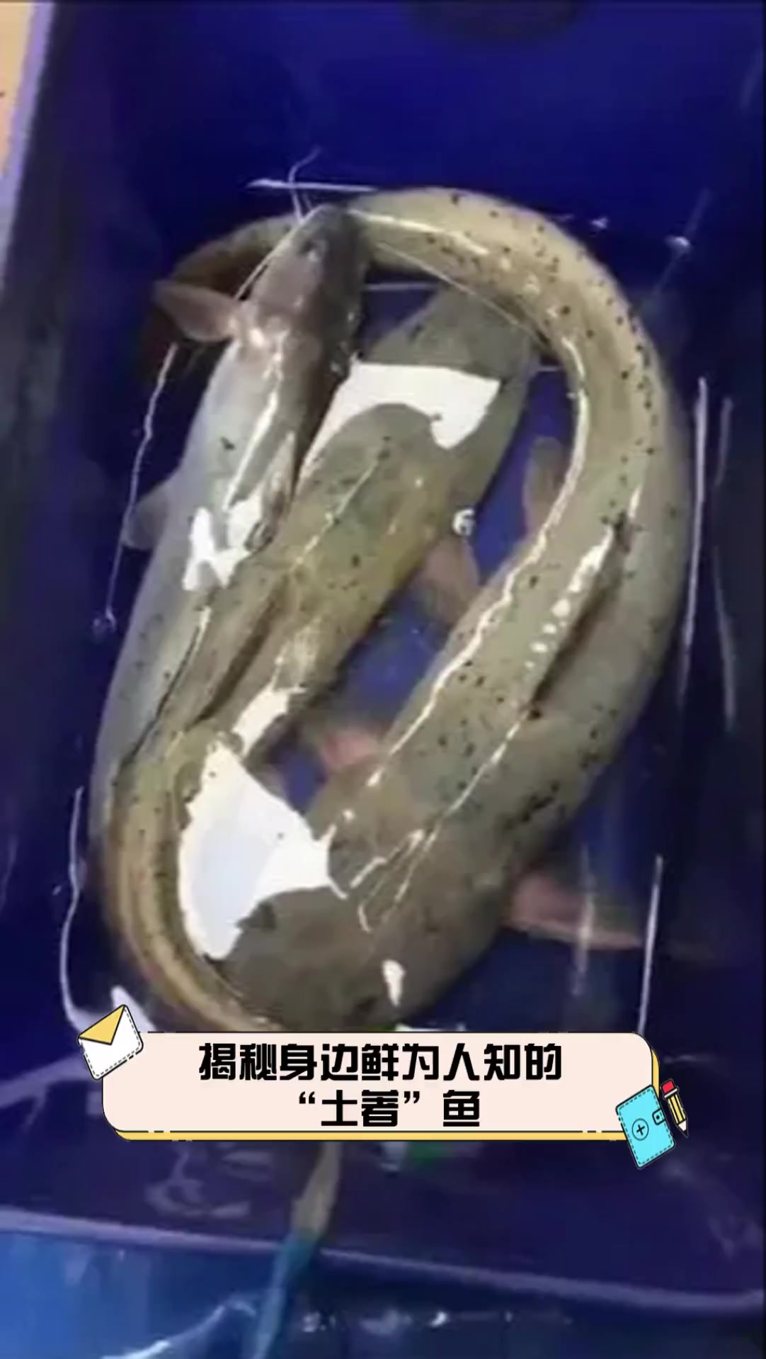 揭秘身边鲜为人知的“土著”鱼