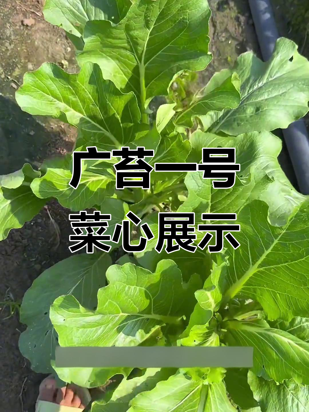 广苔一号菜心大揭秘,连州青梗菜心的独特魅力