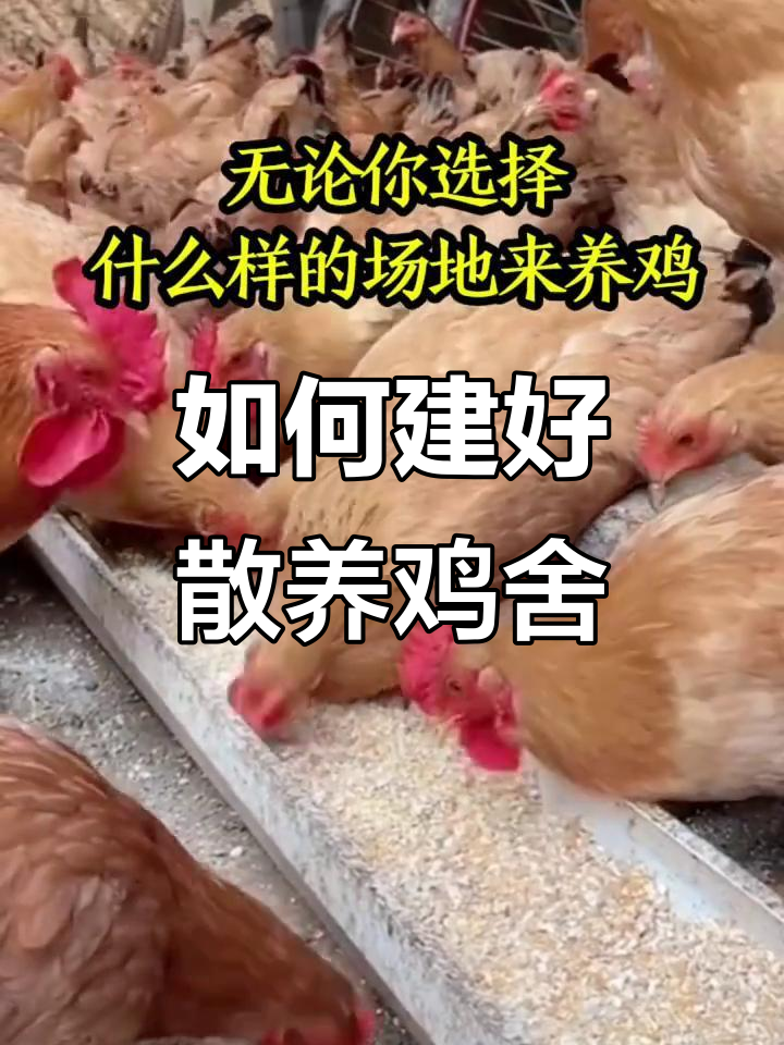 散养鸡舍搭建要点:干燥、保温不可忽视