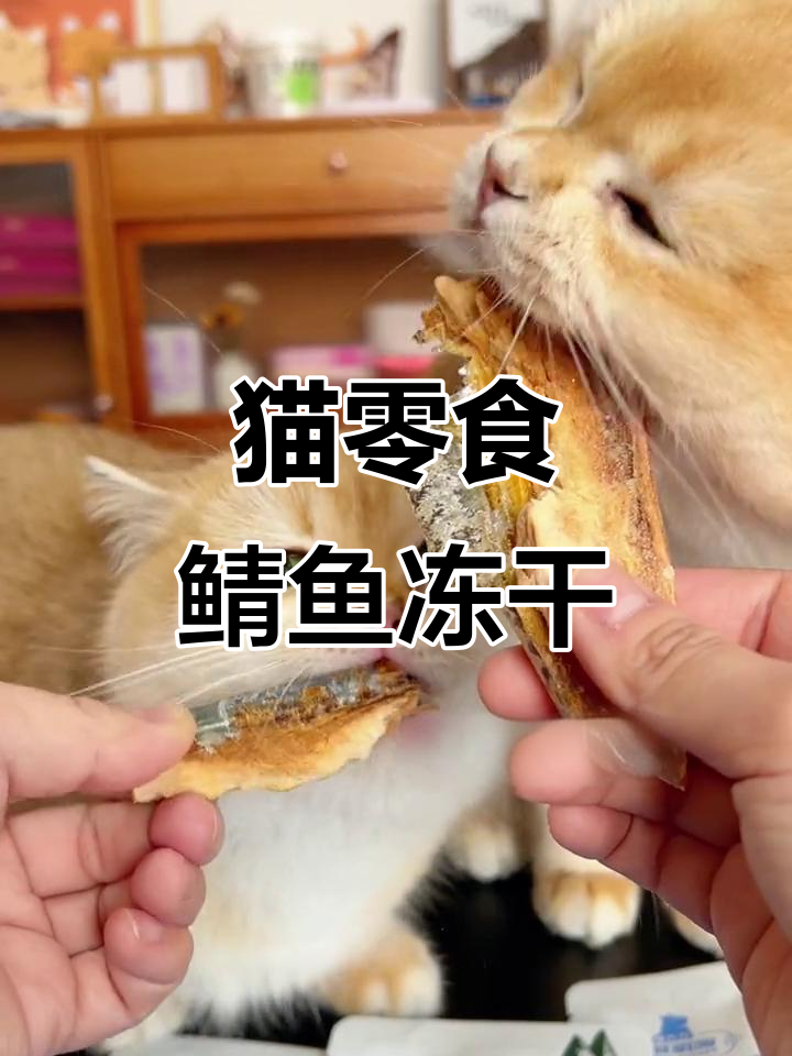 一整根鲭鱼冻干,猫咪吃得超开心