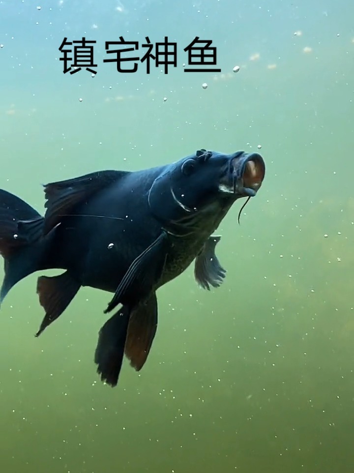 镇宅神鱼!黑色霸气龙蝶鲤