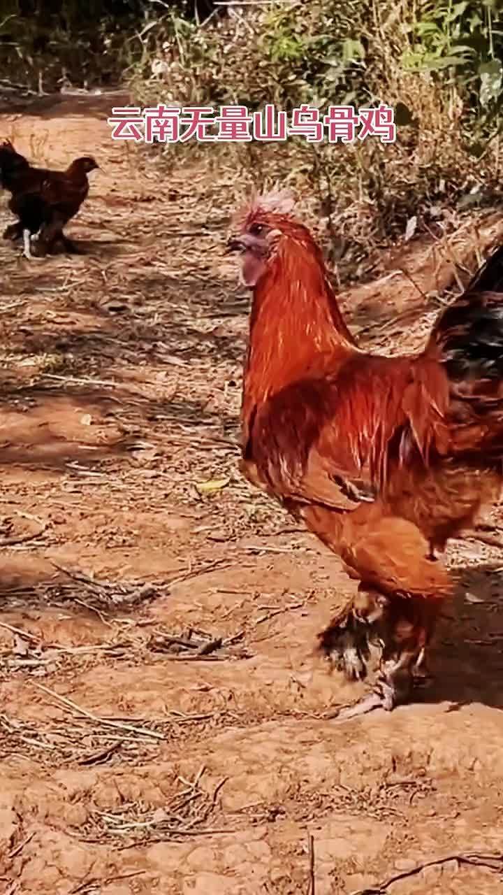 养殖 养鸡 鸡鸭鹅养殖 农村散养土鸡 无量山乌骨鸡 云南无量山乌骨鸡