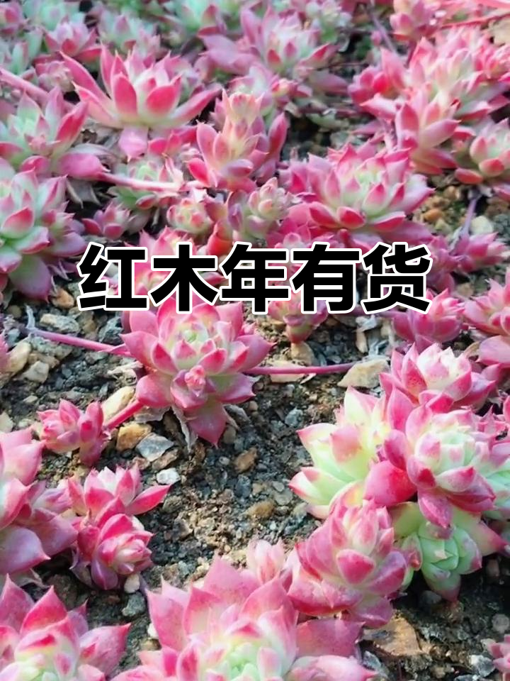 红蔓莲多肉植物,下午发货!