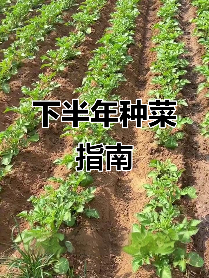 秋冬蔬菜种植全攻略，耐热与根茎类品种推荐