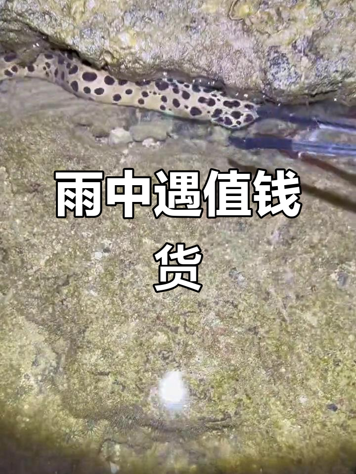 雨天赶海发现神秘鳗鱼,竟然穿着“豹纹”新衣!