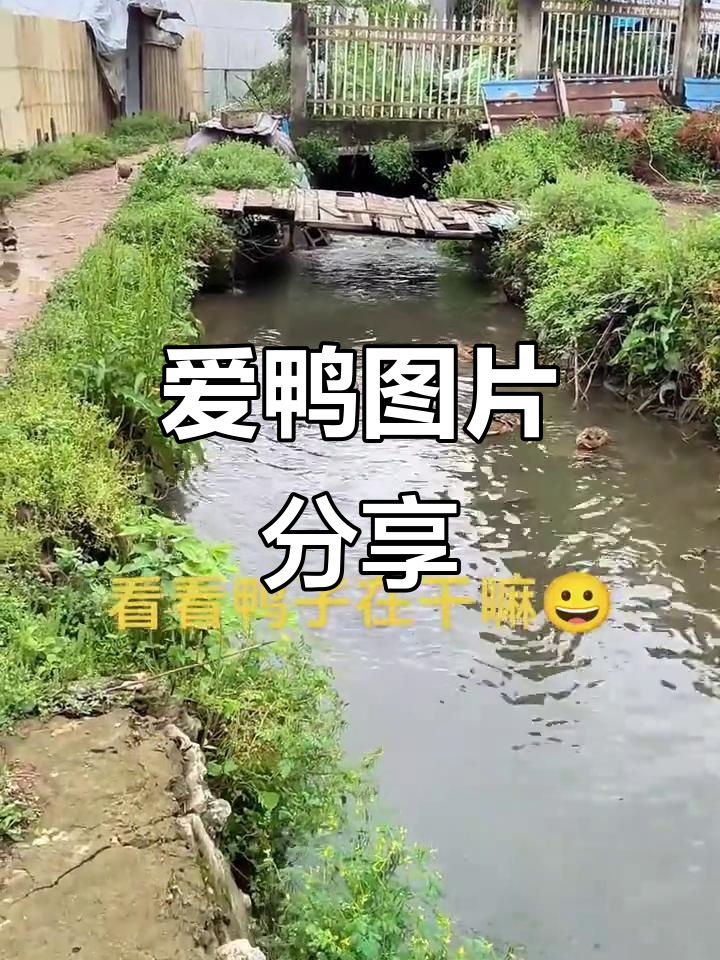 鸭子浑水摸鱼,爱鸭图片大赏