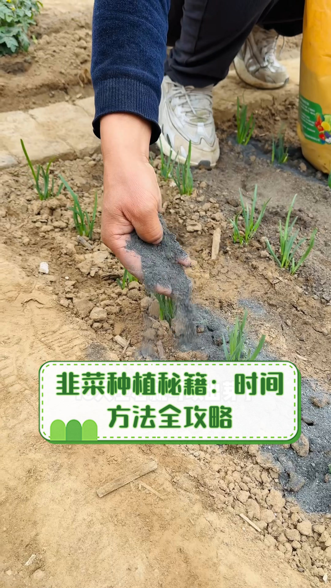 韭菜种植秘籍:时间,方法全攻略