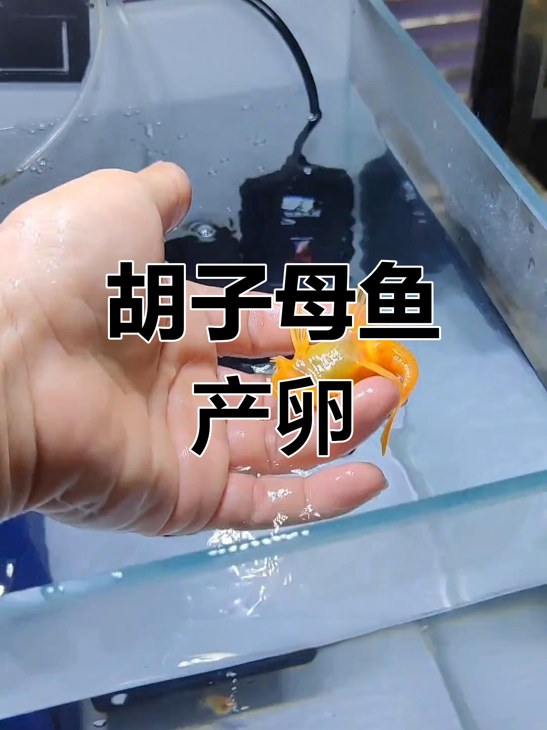 胡子母鱼抱卵成功,人工孵化开始