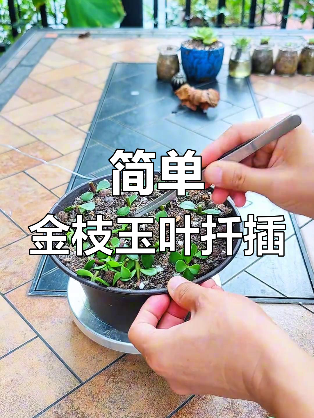 金枝玉叶扦插技巧,轻松搞定多肉植物养护