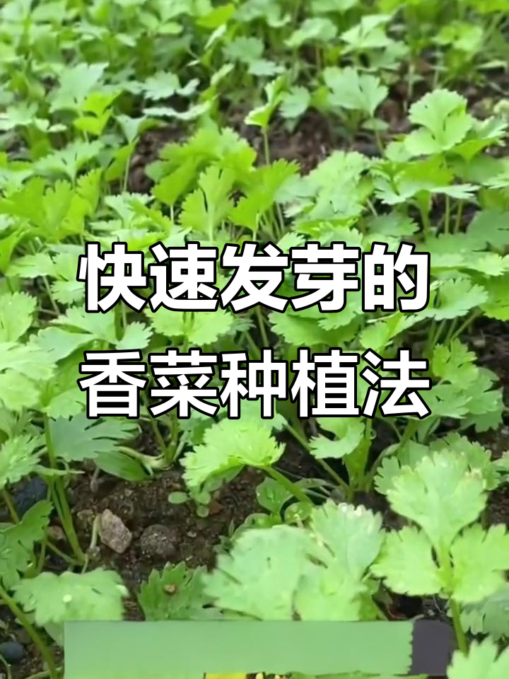 香菜发芽快,教你小技巧