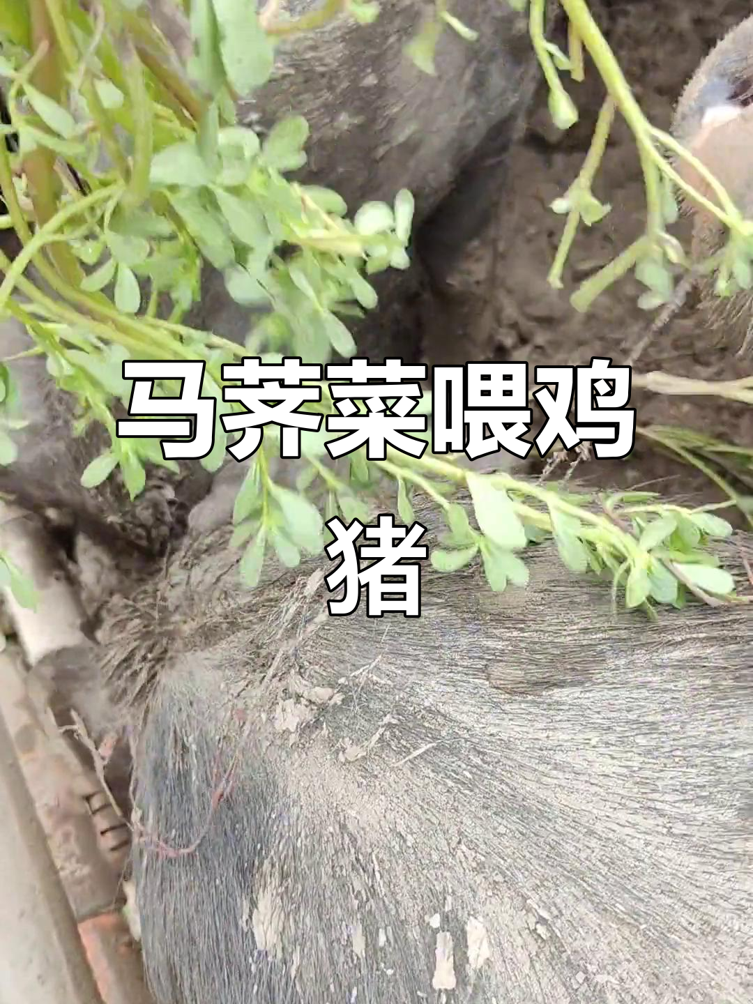 勤劳双手收获满满，马荠菜喂鸡猪够吃